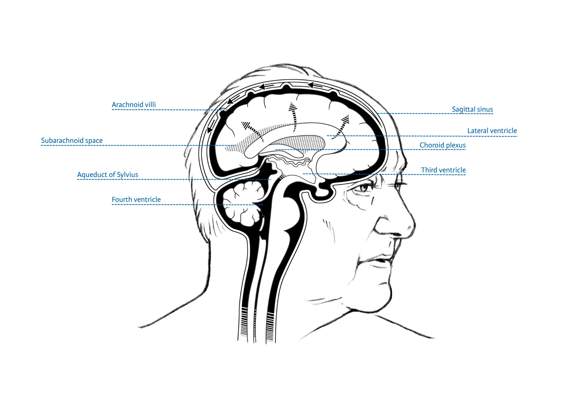 Brain anatomy with labels and pointers.