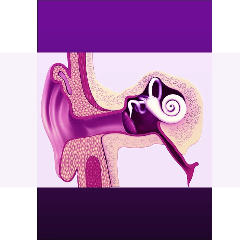 Illustration of the inner ear