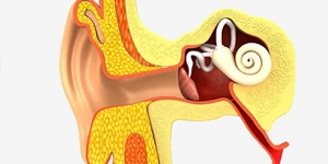 Inner ear illustration
